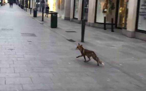 The secret world of the beautiful wildlife and animals in Dublin City 