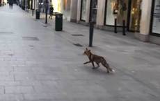 The secret world of the beautiful wildlife and animals in Dublin City 