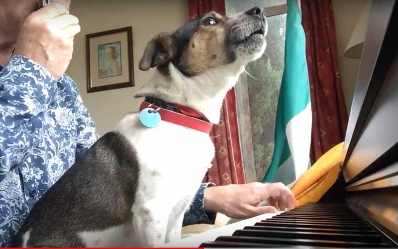 Canine crooner gets into St Patrick’s Day spirit with "Hail Glorious St. Patrick"
