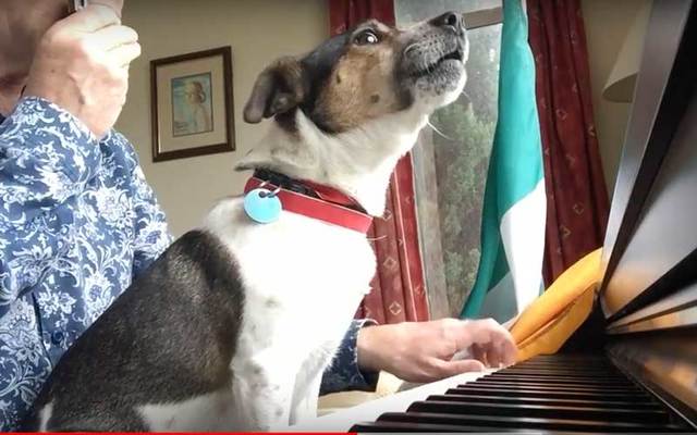 Irish dog gives his rendition of \'Hail Glorious St Patrick\' at the piano.