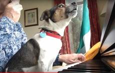 Canine crooner gets into St Patrick’s Day spirit with "Hail Glorious St. Patrick"