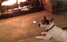 How media giant Barry Diller decided to clone Shannon, his beloved Irish stray dog