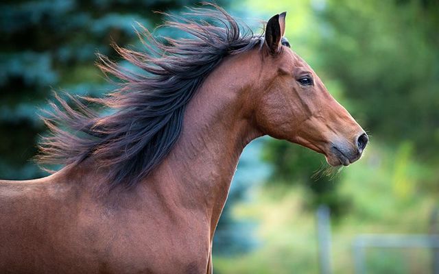 A horse was raced to death and abandoned in broad daylight in the middle of Cork city.