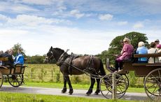 Arizona couple who died in freak Kerry horse and cart accident named