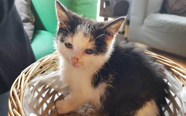 Heartless couple steals sick kitten from Dublin cat caf Heartless couple steals sick kitten from Dublin cat caf