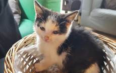 Heartless couple steals sick kitten from Dublin cat café - reward offered
