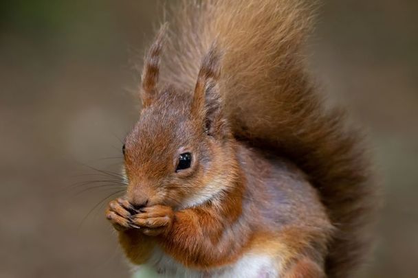 A red squirrel in Co Donegal.