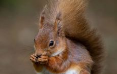 National Squirrel Appreciation Day: Irish red squirrel continues it's comeback 