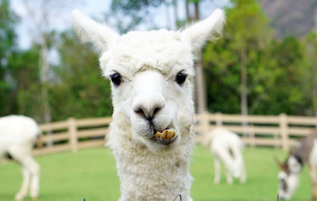 Sure why not! A County Clare farmer is having a llama mind his sheep.