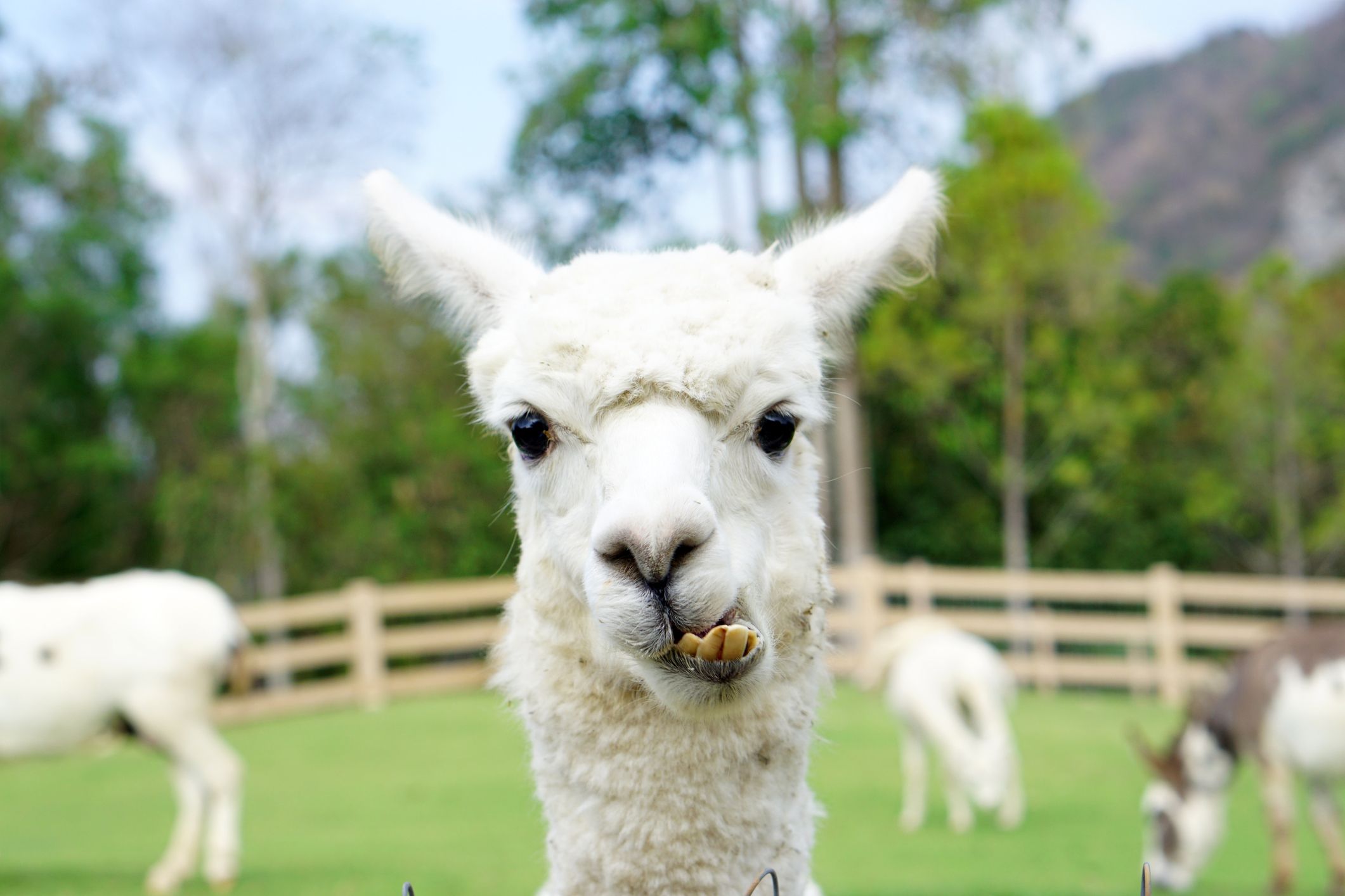 Irish farmer relies on a llama to protect his sheep