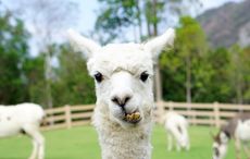 WATCH: The llama who protects sheep in Co Clare