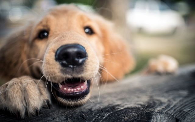 Will you be bringing your dog to work this Friday? 