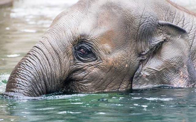 An elephant cools off in the water.