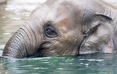 Animals in Dublin Zoo given ice pops, mud baths in effort to combat heatwave