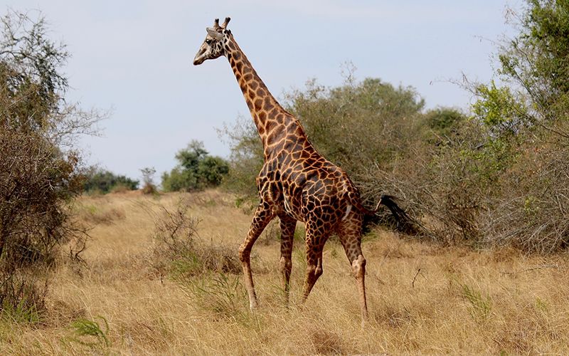 “White American savage” hunted and killed a rare black giraffe