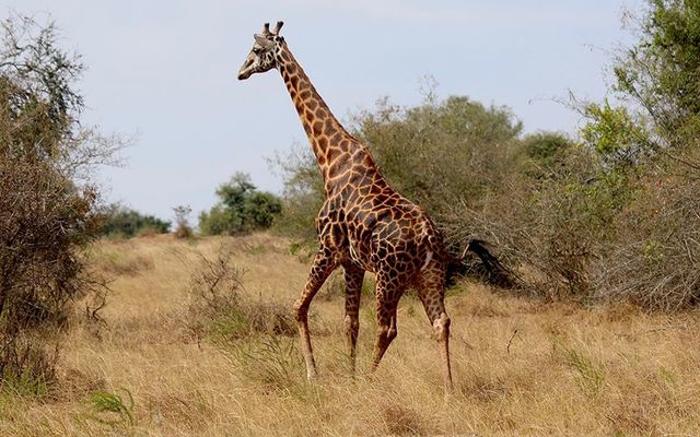 A black giraffe, just like the one Tess Thompson Talley, and Irish American, shot and killed in South Africa.