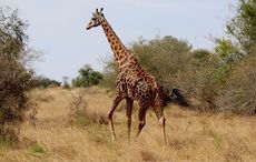 “White American savage” hunted and killed a rare black giraffe