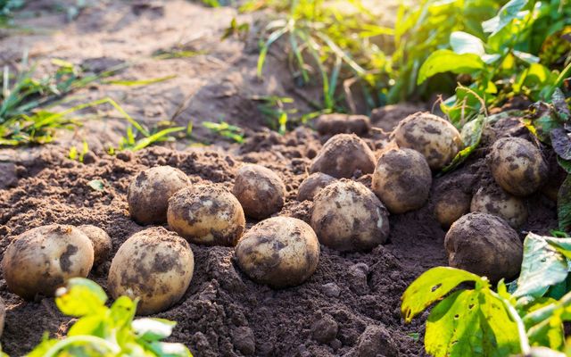 Potato shortage in Ireland offered at good odds by Irish bookmakers Paddy Power. 