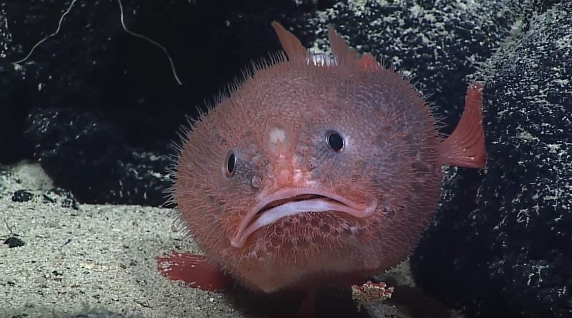 Rare fish with feet from Mexico found off Ireland’s coast