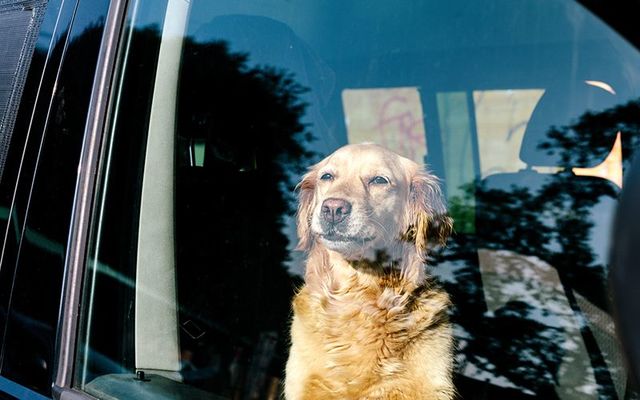 A dog was found by the Irish police locked in a hot van at the Bray Groove Festival.