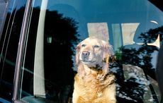 Irish police rescue dog left in van at height of heatwave