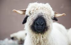 Northern Ireland town hosts competition for ‘world’s cuddliest sheep’
