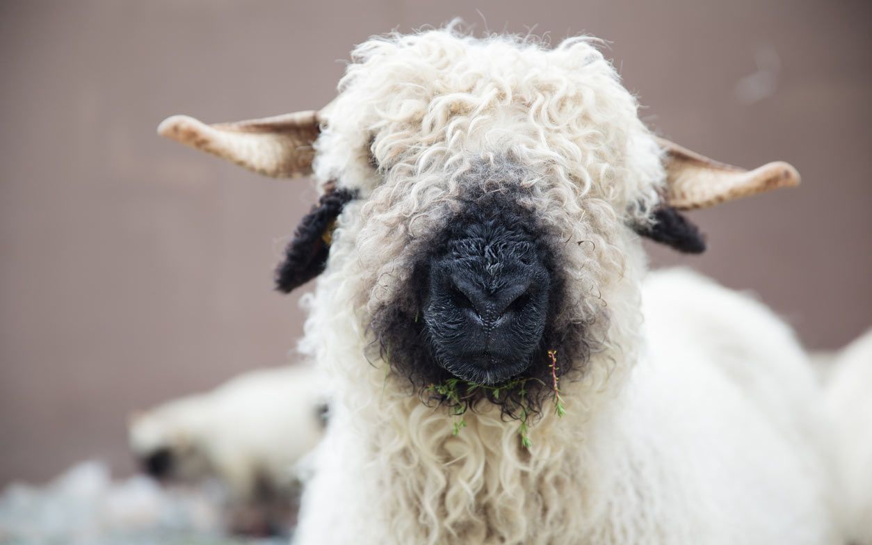 Northern Ireland town hosts competition for ‘world’s cuddliest sheep’