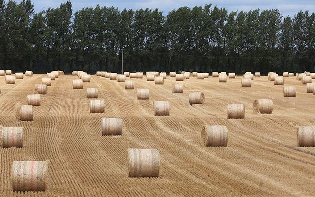 A parched field on a farm outside Naas, Co. Kildare last week.