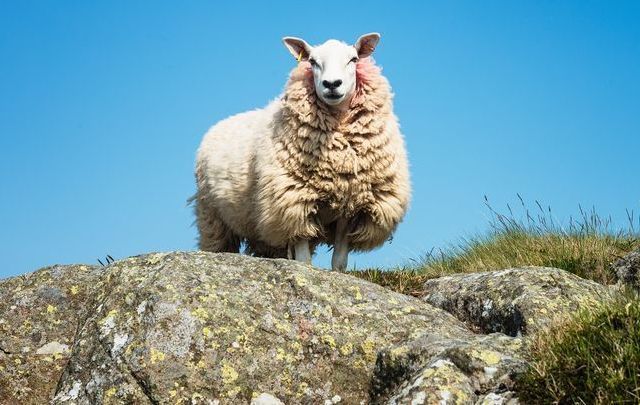 A sheep fell on a hiker in Co Down