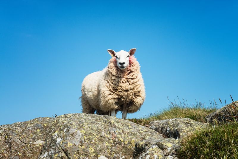 Only in Ireland! Teen hospitalized after being struck by falling sheep