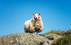 Only in Ireland! Teen hospitalized after being struck by falling sheep
