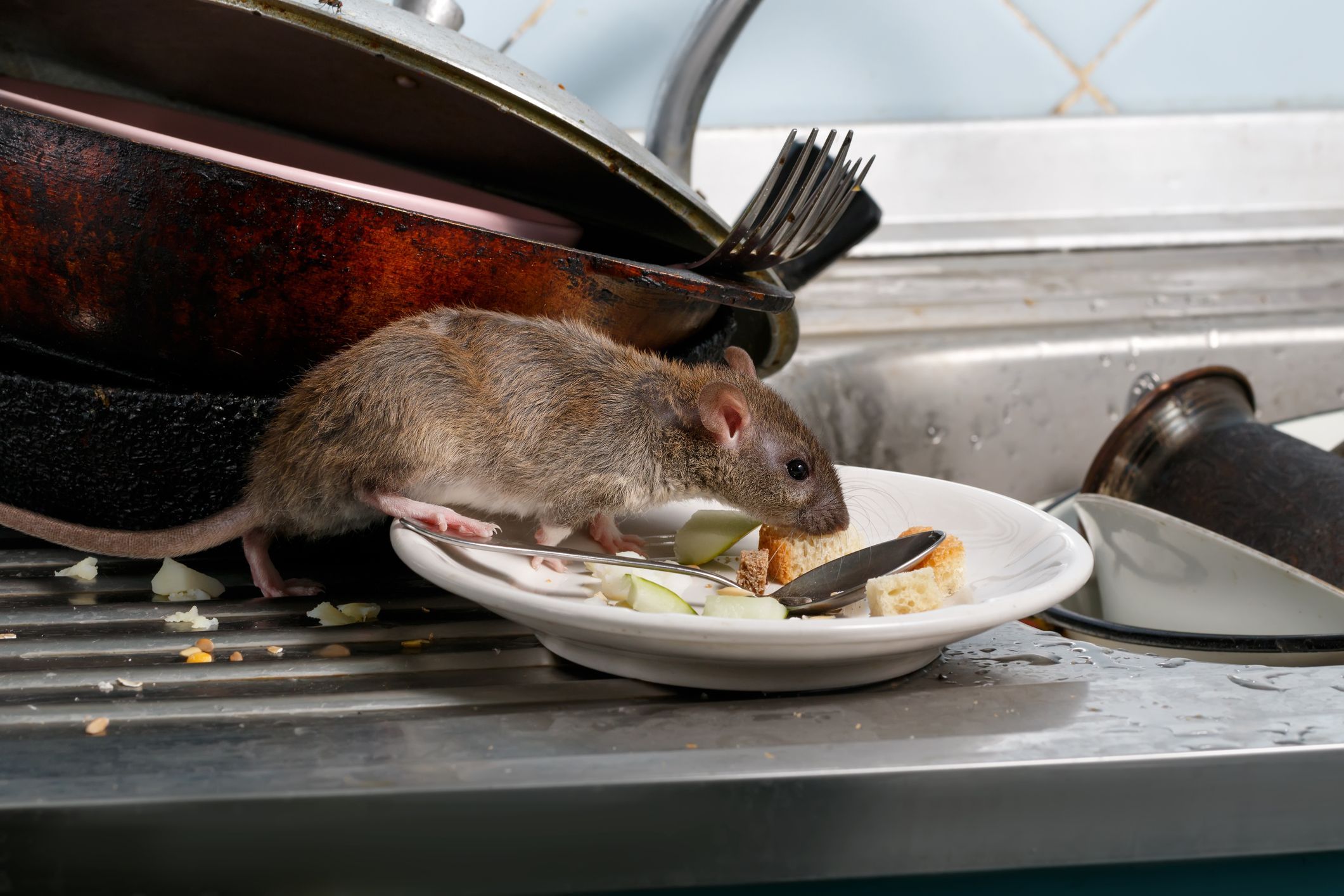 Ireland s Dirtiest Restaurant Had Live Rat In Kitchen Drain ireland-s-dirtiest-restaurant-had-live-rat-in-kitchen-drain