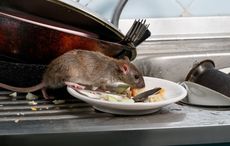 Ireland's dirtiest restaurant had live rat in kitchen drain