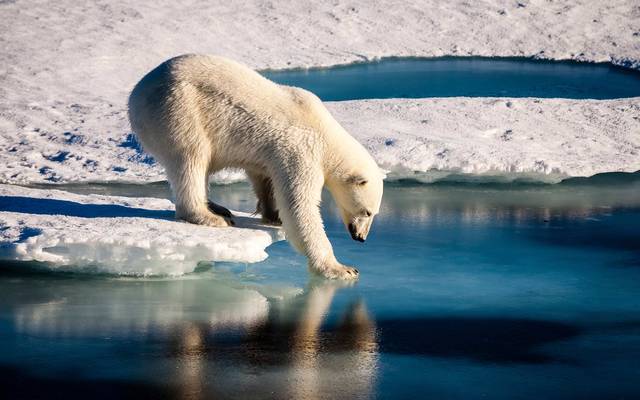 A beautiful polar bear is carefully touching the sea surface in order to cross a melt pond in the high Arctic Ocean, which is strongly influenced by climate change.