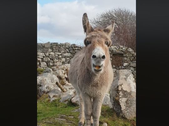 Harriet the Irish singing donkey becomes a viral sensation