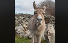 Harriet the Irish singing donkey will brighten your day