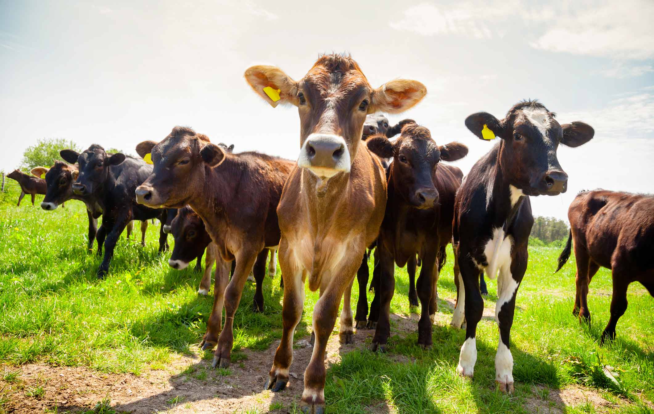 Clocks go back in Ireland - but what about the Irish cows?
