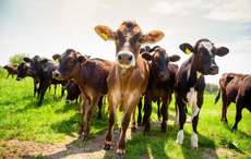 Clocks go back in Ireland - but what about the Irish cows?