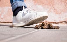 Irish American forced to sit in dog doo doo on Delta flight