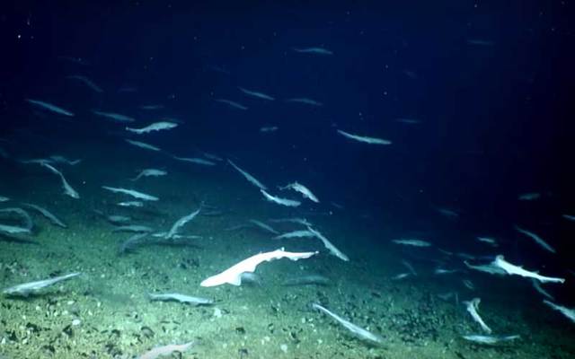 The Blackmouth catshark (Galeus melastomus).