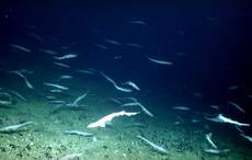 Rare shark nursery found off Ireland's west coast