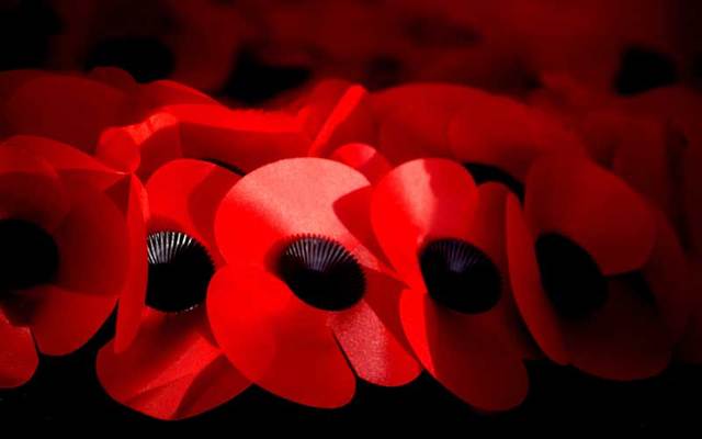 Remembrance Day poppies.