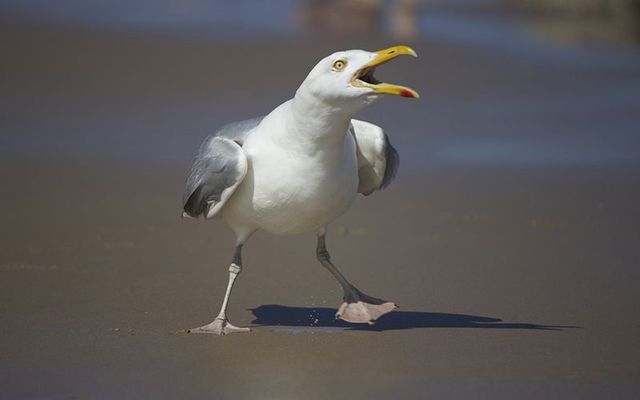 seagull population of ireland considered to be at risk