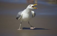 Seagull population of Ireland considered to be at risk