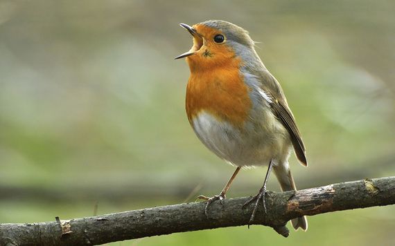 An Irish red robin. 