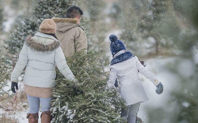 The theft of Christmas trees in Ireland is way down! 