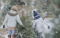 Cops win out over Irish Christmas tree farm thefts
