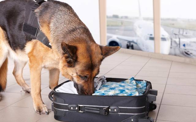 Airport canine. Dog sniffs out drugs or bomb in a luggage.\n
