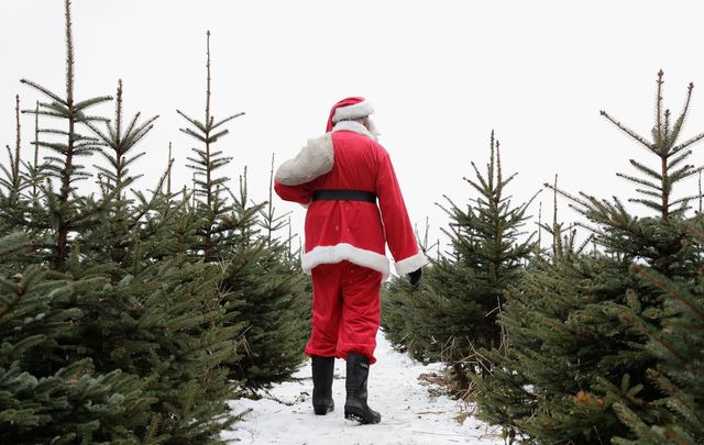 Ireland could be facing a Christmas tree shortage