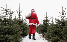 Cancel Christmas! Summer heatwave damages future Irish Christmas tree crop